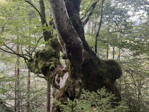 Нов институт по AI роботика отваря врати в Люджоу