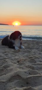 Офертата на JD за Ceconomy от $2,5 милиарда е изправена пред регулаторна пречка в Австрия