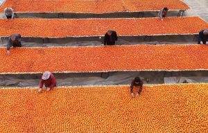 Honor празнува четири години независимост от Huawei с пускането на серия Magic 7 · TechNode