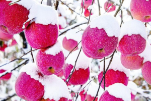 Shandong развива нов сорт ябълки за по-високи продажби