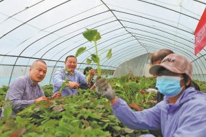 Pinggu задава модел за модерно земеделие