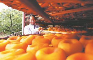 Вековни дървета и технологии изграждат просперираща индустрия