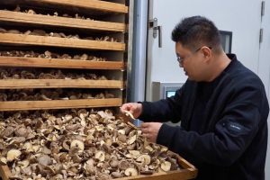 Гъбите захранват богатството в отдалечения окръг