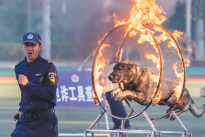 Полицейското куче от Кунминг получи национален статут